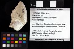 Foto (Objket + Etiketten) von Bucculentum bachmeyeri 